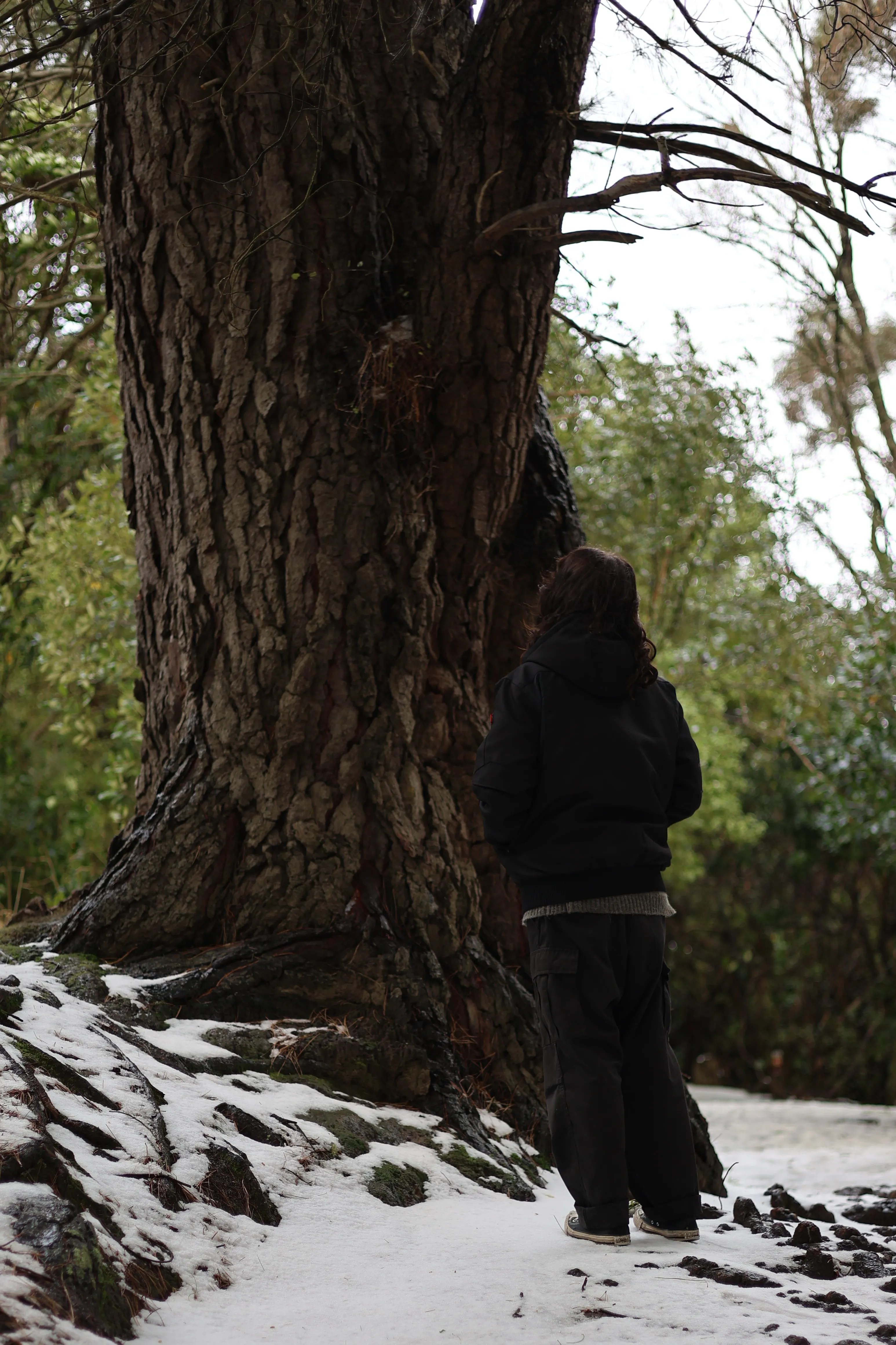 Haven looks up at towering trees during the snowy camera walk