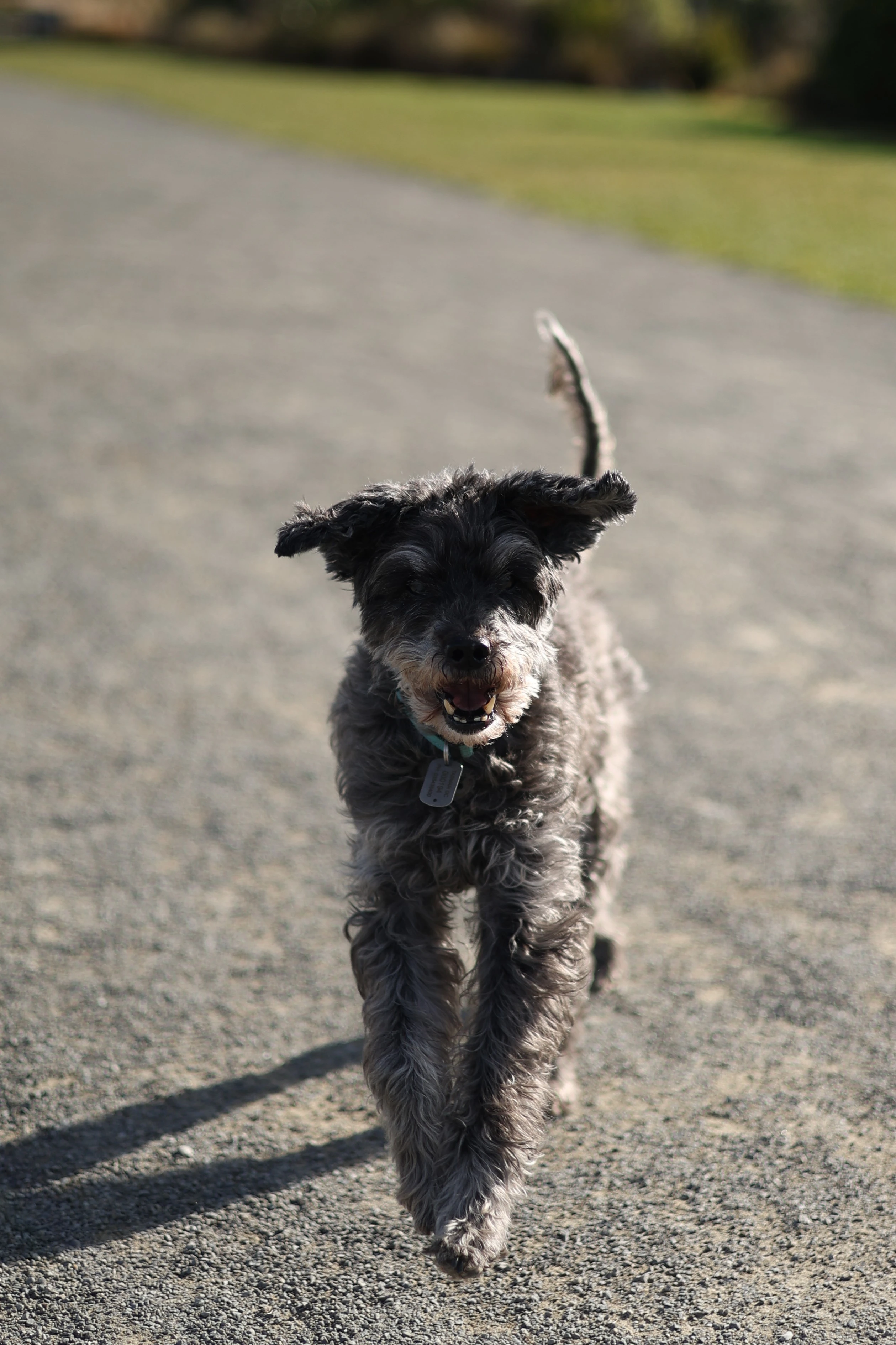 Jasper runs happily towards the camera on a sunlit path