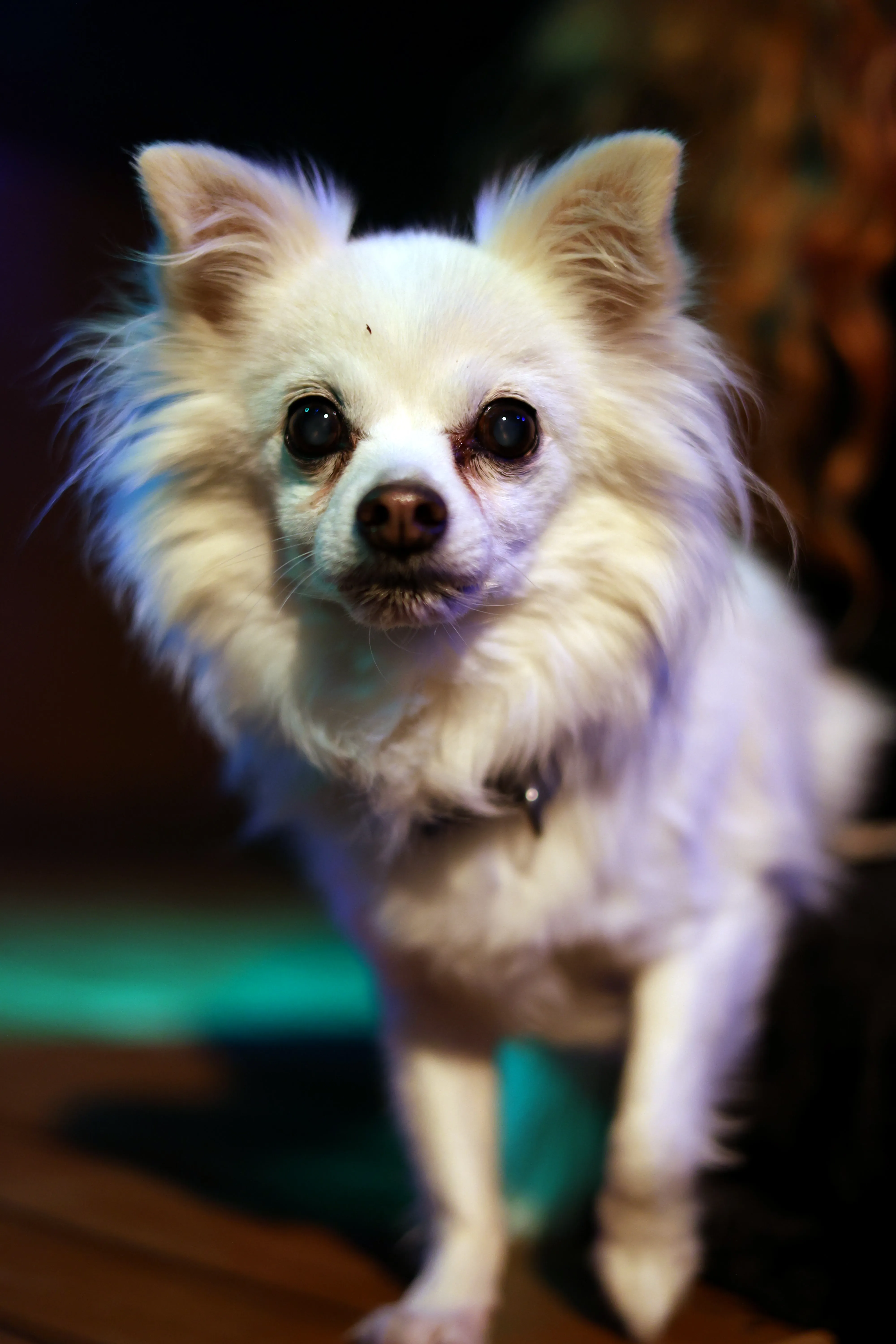 A small white long-haired dog looks towards the camera under colourful event lighting