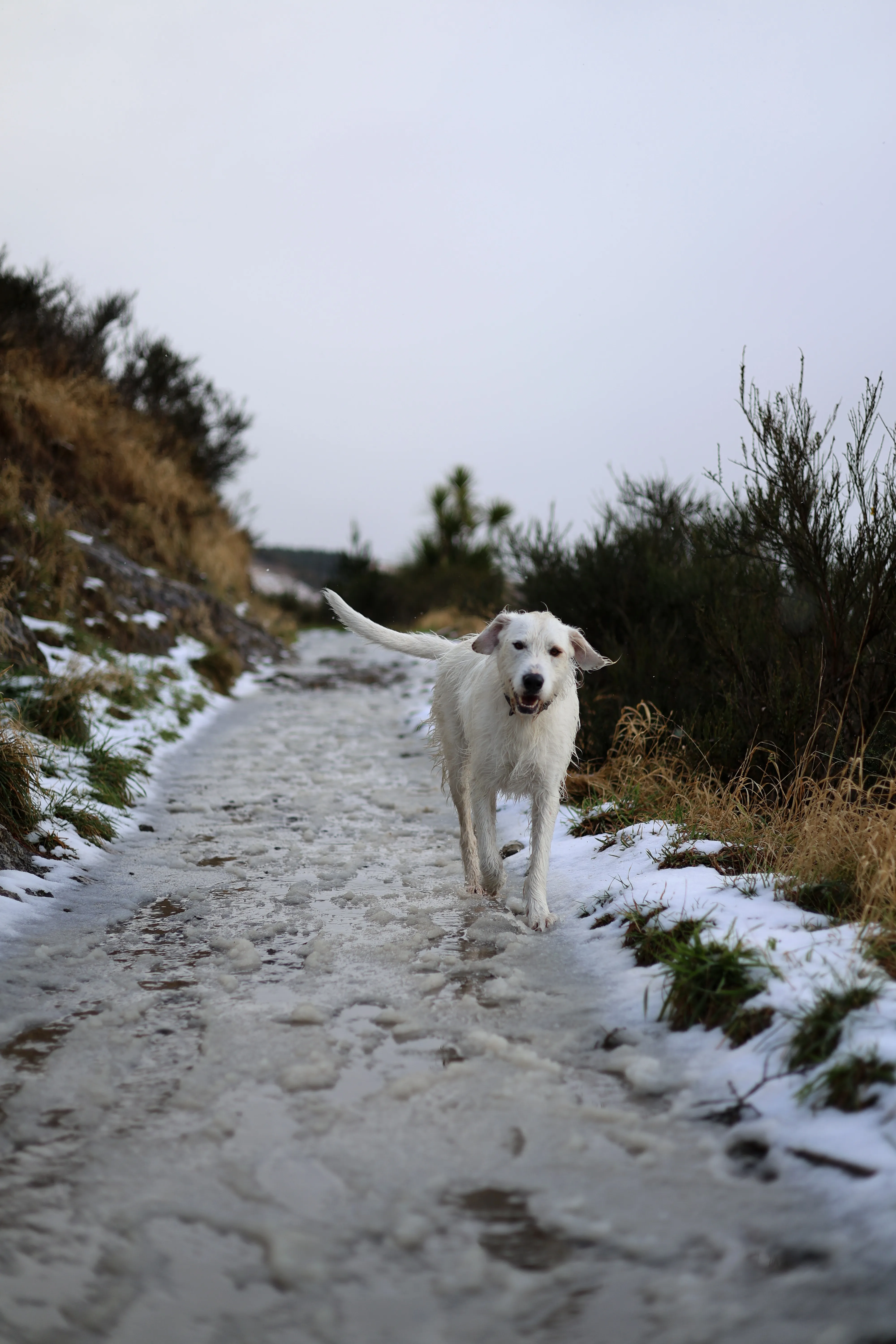 A strange white dog walks happily towards the camera along the icy trail
